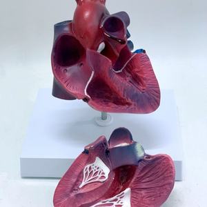 Modelo de Anatomía del Corazón Humano de Alta Calidad, Corazón Grande Natural para Enseñanza - Product Image 4