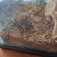 Substrat de lit pour reptiles en écorce bioactive, hydratant et respectueux de l'environnement, pour terrariums de serpents, lézards et tortues, favorisant la chaleur.