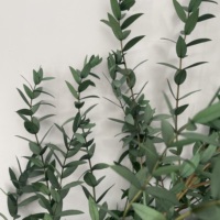Feuilles d'eucalyptus Parvifolia naturelles séchées et préservées en gros pour la décoration florale et les arrangements floraux
