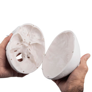 Modelo de Cráneo 1:1, Molde Artístico de Cráneo Adulto, Suturas Visibles, Cráneo Abrible - Product Image 2