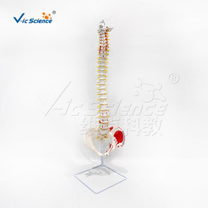 Modèle naturel de l'os occipital et des points d'origine et d'insertion des muscles pelviens des ceintures de la moelle épinière plus grande. - Product Image 1