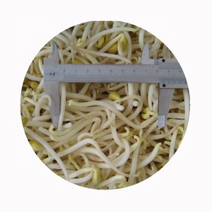 Giá Nhà Sản Xuất Bán Buôn Iqf Đậu Xanh Đông Lạnh Rau Củ Đậu Xanh - Product Image 2