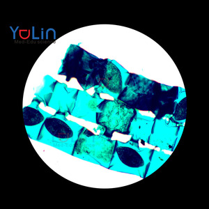 Lames préparées de microscopie de cellules végétales typiques <span class=keywords><strong>pour</strong></span> l'enseignement de <span class=keywords><strong>la</strong></span> botanique, spécifiquement sur <span class=keywords><strong>la</strong></span> <span class=keywords><strong>conjugaison</strong></span> de Spirogyra, Yulin Support, personnalisation possible - Product Image 1