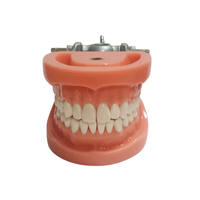 Modelo de dientes simulados estándar Modelo de entrenamiento de estudio dental 32 piezas Dientes extraíbles