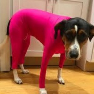 Ropa para Mascotas de Poliéster Elástico de Color Sólido, Todo Incluido, para Gatos y Perros, de Cuatro Patas, para Otoño e Invierno - Product Image 5