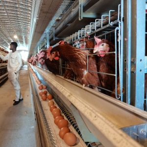 Best Sell Supply Completely Automatic Laying Hen Egg <strong>Layer</strong> Battery H Type Chicken Cages <strong>System</strong> - Product Image 5