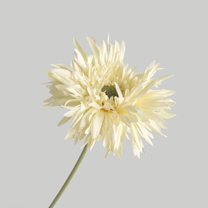 Simulation ins style coréen branche unique brossé gerbera marguerite simple décoration de la maison simulation petit frais Frangipanier gebera - Product Image 5