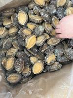 Abalone frais congelé naturel et sain en coquille, plusieurs tailles, produit de poisson sain, abalone congelé