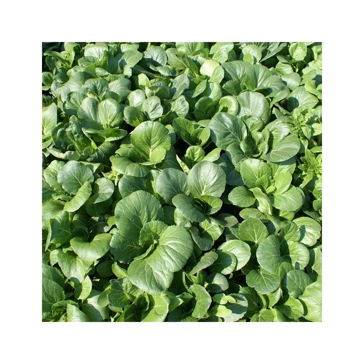 Qualität Großhandel Spinat Bio Gemüse Spinat Extrakt Pulver mit schnellem Versand
