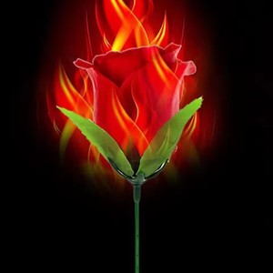 Mới lạ bất ngờ đùa đùa thần bí vui vẻ đồ chơi ngọn đuốc thay đổi hoa hồng ảo thuật vui vẻ lãng mạn hiện tại - Product Image 5