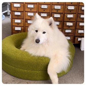 Chất Lượng Cao Sang Trọng Vòng Boucle Giường Con Chó Thiết Kế Mới Thoải Mái Siêu Mềm Vật Nuôi Làm Tổ Cho Chó Và Mèo Nhung & Vật Liệu Bọt - Product Image 1