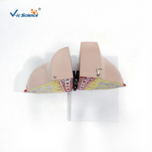 Modelo de anatomía mamaria para enseñanza médica, modelo de senos en fase de reposo de mujeres lactantes, modelo de aumento de senos para belleza, ciencia ginecológica. - Product Image 1