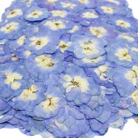 Véritable Delphinium Fleurs Pressées En Vrac pour Résine Bijoux Téléphone Cas Décor De Noce Faveur Fournitures