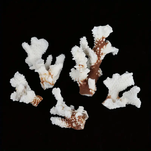 Coral Blanco Natural en Bruto, Cristalino, para Regalo, Decoración Feng Shui, Venta al Por Mayor - Product Image 5