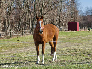 Fil de clôture <span class=keywords><strong>solaire</strong></span> de couleur vive, livraison gratuite, clôture <span class=keywords><strong>solaire</strong></span> pour barrière en chèvre - Product Image 6