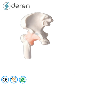 Modelo <span class=keywords><strong>de</strong></span> Articulación <span class=keywords><strong>de</strong></span> <span class=keywords><strong>Rodilla</strong></span> Humana a Tamaño Real con <span class=keywords><strong>Ligamentos</strong></span> Elásticos, Material <span class=keywords><strong>de</strong></span> PVC, Anatomía Funcional para Enseñanza Médica - Product Image 2