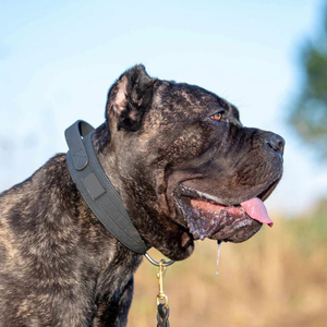 Custom Logo Zacht Kant Verstelbare Waterdichte Tpu Pvc Tactische Hondenhalsband Met Handvat Voor Middelgrote/Grote Honden Buiten Wandelen - Product Image 5