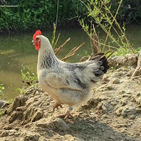 Nouvelle Offre : Bagues de Marquage Réglables en Plastique pour Poulets et Oiseaux (2-2mm) – Outil de Marquage pour Petits Volailles et Pigeons