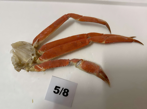 Grappes de crabes <span class=keywords><strong>des</strong></span> <span class=keywords><strong>neiges</strong></span> congelées - PROMOTION EXCEPTIONNELLE et <span class=keywords><strong>PRIX</strong></span> AVANTAGEUX - Jambes de crabes <span class=keywords><strong>des</strong></span> <span class=keywords><strong>neiges</strong></span> congelées pour la VENTE EN GROS - Grappes de crabes <span class=keywords><strong>des</strong></span> <span class=keywords><strong>neiges</strong></span> congelées - Product Image 3