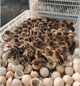 เครื่องฟักไข่/ตู้ฟักไข่เชิงพาณิชย์ยอดนิยม/ตู้ฟักไข่ - Product Image 6