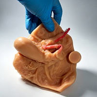 Maniquí de PVC para Ciencias Médicas, Modelo Anatómico de Genitales Internos y Externos Masculinos, Herramienta de Enfermería de Plástico