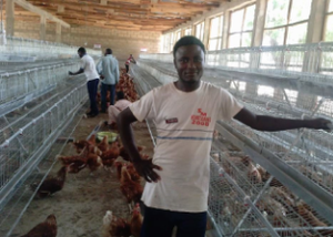 Venta caliente Q 235 Acero eran un tipo 3 o 4 niveles 5000 gallinas capa jaula de pollo Adecuado para granja de pollos - Product Image 2