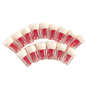 Modelos <span class=keywords><strong>de</strong></span> Maniquíes para Prácticas <span class=keywords><strong>de</strong></span> Endodoncia, Entrenamiento Dental, Educación y Estudio - Product Image 3