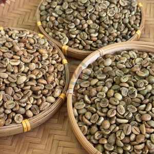 Grains de café vert Robusta du Vietnam de qualité A+ Taille 16 Haute pureté Saveur naturelle Exportation en vrac Fournisseur de sacs PP de 60 kg - Product Image 2