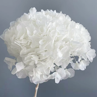 Grandes feuilles d'hortensia blanc, fleurs préservées, grande tête de fleur, souples, non cassantes, longue durée (3-5 ans), pour décoration de mariage et de maison