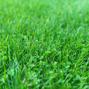 Micro pur <span class=keywords><strong>blanc</strong></span> pelouse herbe trèfle herbe <span class=keywords><strong>jardin</strong></span> truie 150 g sac paquet plante Kit truies pour la plantation ou la suspension pour les jardins domestiques - Product Image 5