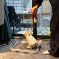 Alice Bac à litière pour chien, grille pour animaux de compagnie, petit chien, chiot, matériau PP plat, modèle Chine 2026.9.15-12