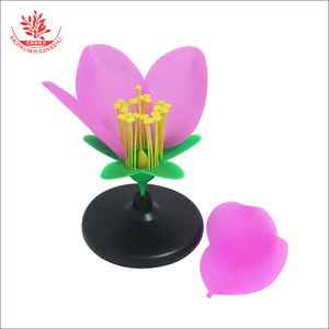 Un modelo ampliado de la estructura interna de los estambres y pétalos de angostropéas, utilizado en biología de secundaria y preparatoria. - Product Image 3