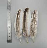Plumes d'aigle pour décoration de vases, accessoires de carnaval, 20-30 cm, plumes de dinde naturelles pour travaux d'aiguille et artisanat