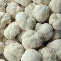 Vente en gros de champignons comestibles de qualité supérieure, champignons Lion's Mane frais et naturels