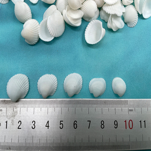 Bán Buôn Trang Trí Tự Nhiên Bãi Biển Trắng Rửa Sạch Sò Biển Vỏ Vỏ Sò - Product Image 4