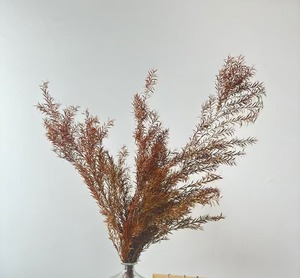 Vente chaude 2025 Junio Fleur de Melaleuca Bracteata naturelle préservée, écologique, longue durée, vente en gros en vrac, pour mariage et décoration intérieure, ÉTERNELLE - Product Image 2