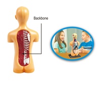 Mini équipement d'éducation d'anatomie naturelle, enseignement des enfants pour l'école primaire