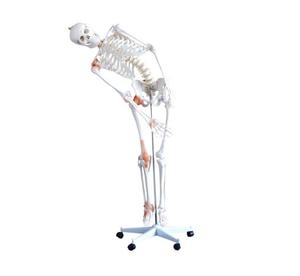 <span class=keywords><strong>Esqueleto</strong></span> <span class=keywords><strong>Humano</strong></span> Flexible de PVC de Tamaño Real con Ligamentos, 180 cm de Altura, Modelo Anatómico de Hueso <span class=keywords><strong>Humano</strong></span> para Uso Médico - Product Image 1
