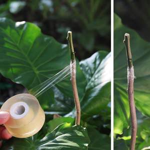 Ruban de greffage auto-adhésif extensible pour jardin, arbre fruitier et fleurs, ruban de réparation et d'emballage pour plantes - Product Image 1
