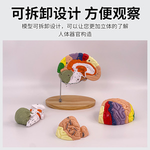 Modèle de cerveau de luxe grossi 2 fois, modèle d'anatomie du cerveau, modèle d'anatomie de la structure neuronale du cerveau, zones fonctionnelles du cerveau - Product Image 4