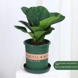 Grande fiore di violino interno foglia di fico Bonsai sempreverde tutte le stagioni pianta interna di purificazione dell'aria in <span class=keywords><strong>vaso</strong></span> per il ringraziamento di natale - Product Image 6