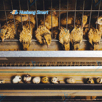 Garantie d'un an Cage à cailles pour élevages de poulets et de pigeons Cages automatiques à mailles de type H en acier et matière plastique