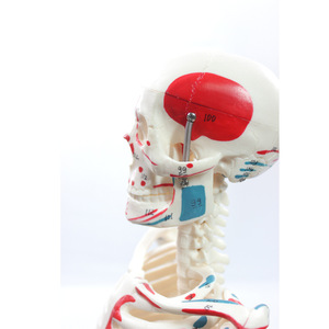 85CM( - Product Image 1