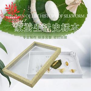Especímenes del ciclo de vida de los insectos, especímenes de gusanos de seda, aprendizaje sobre y observación de especímenes, juguetes educativos de animales e insectos. - Product Image 5