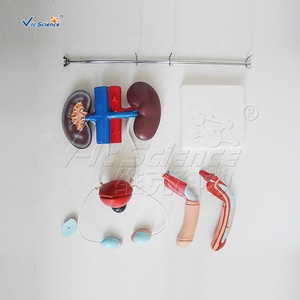 Mannelijk genitourinair systeem Mannelijk menselijk lichaam Medisch model Anatomisch model Reproductiesysteem Anatomisch model - Product Image 6