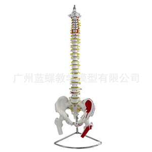 Modèle pédagogique de colonne vertébrale humaine adulte naturelle de 80 cm avec muscles du bassin, vertèbres thoraciques, bassin et fémur, à colorier - Product Image 4