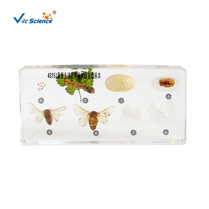 Bloque <span class=keywords><strong>de</strong></span> Resina PET Transparente para el Estudio <span class=keywords><strong>de</strong></span> <span class=keywords><strong>la</strong></span> <span class=keywords><strong>Historia</strong></span> Vida del Gusanillo <span class=keywords><strong>de</strong></span> Seda, Bloque <span class=keywords><strong>de</strong></span> Insectos para <span class=keywords><strong>Enseñanza</strong></span>, Modelo Científico Vic - Product Image 6