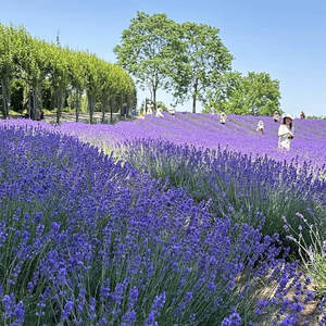 ดอกลาเวนเดอร์สวยงามสำหรับตกแต่งสวนดอกไม้ - Product Image 5