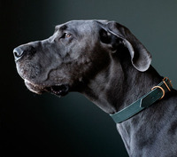 Collier en cuir pour chien de compagnie à motif solide multicolore de luxe personnalisé et accessoire de fabricant en gros