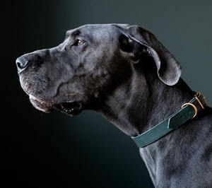 <span class=keywords><strong>Collar</strong></span> de cuero de perro mascota de patrón sólido multicolor de lujo personalizado y accesorio al por mayor del fabricante - Product Image 2